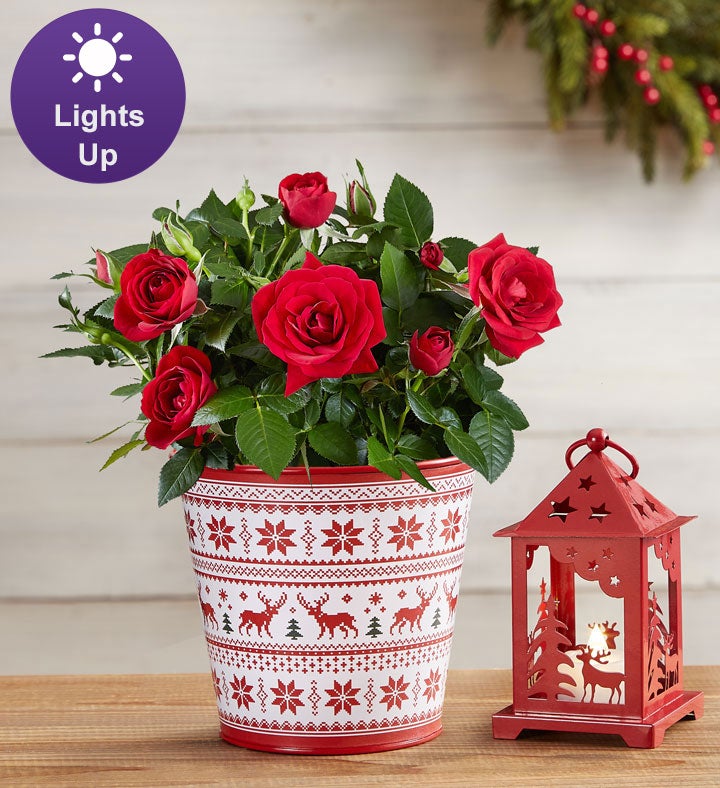 Cozy Christmas Red Rose